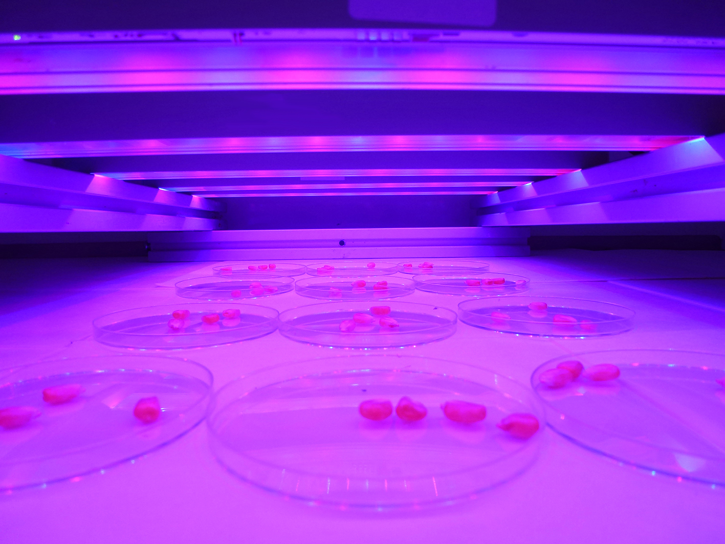 BioLumic – 新型光激活科学可解锁种子的高价值特性