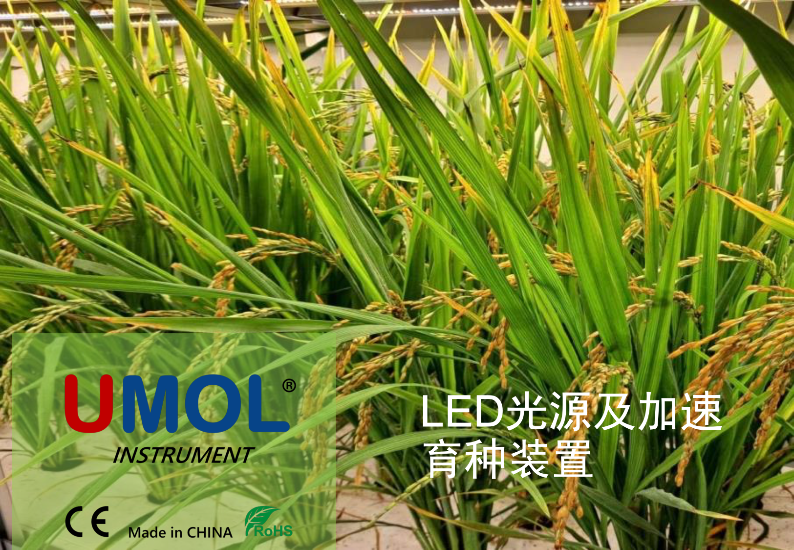 LED光源加速育种解决方案